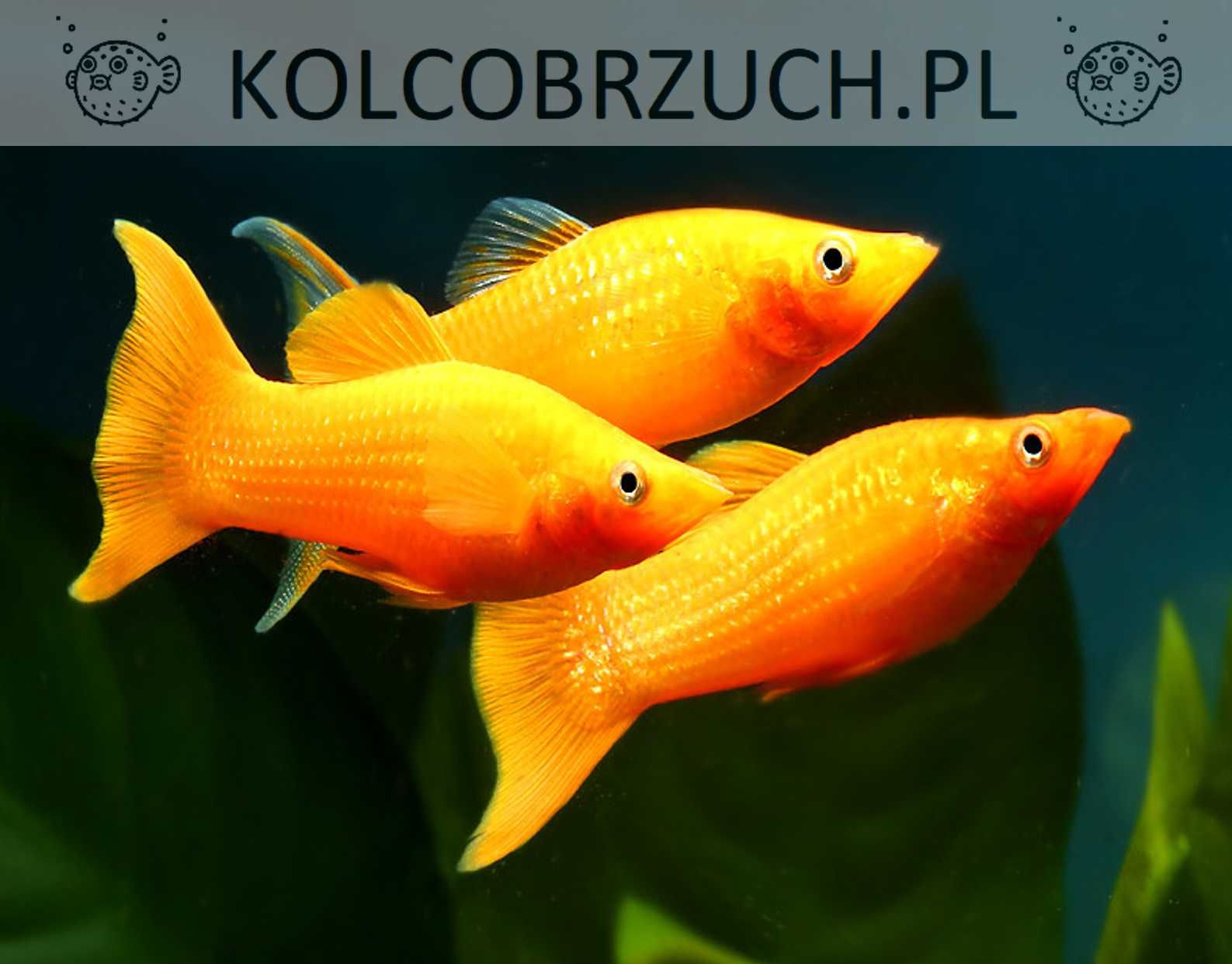 Molinezja ostrousta lirowa złota - Poecilia sphenops - wysyłka