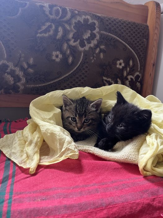 2 małe kotki szukają domu