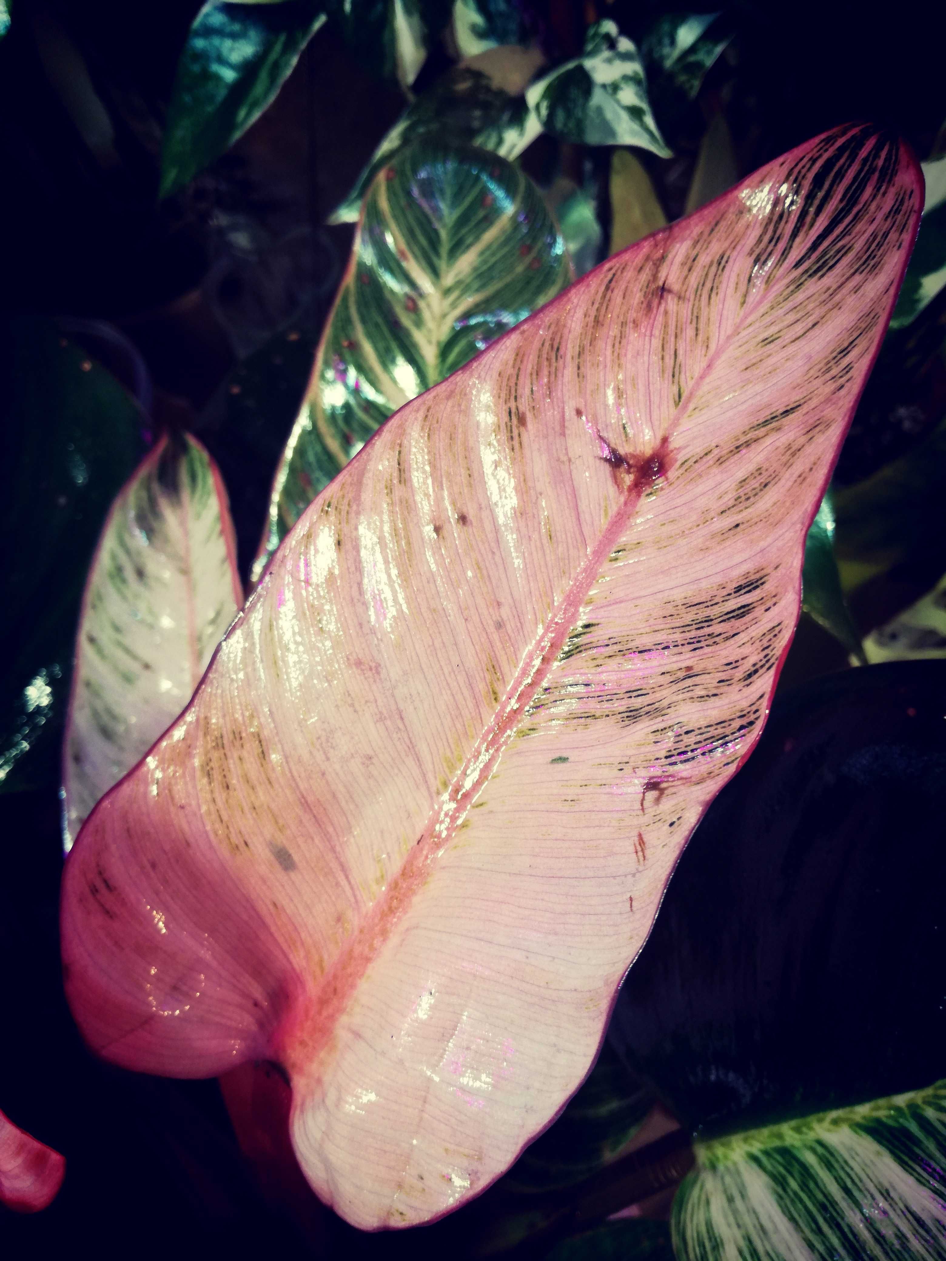 Philodendron Birkin Pink Variegata RARYTAS roślina kwiat monstera