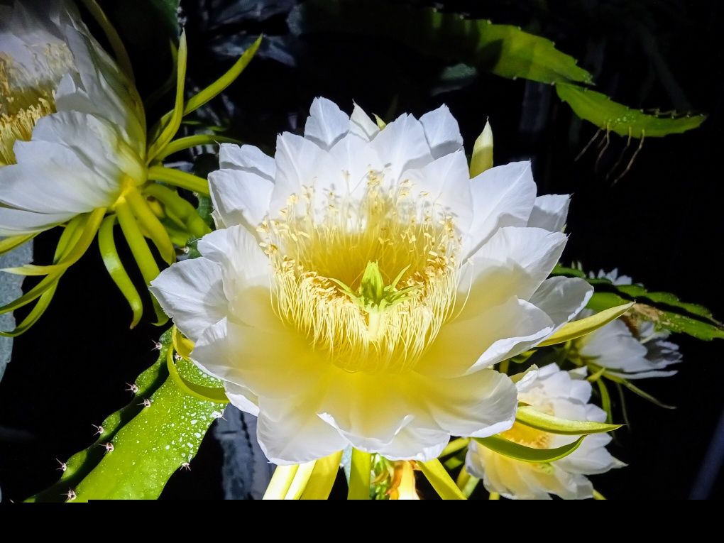 Pitayas , plantas para produção / colecção