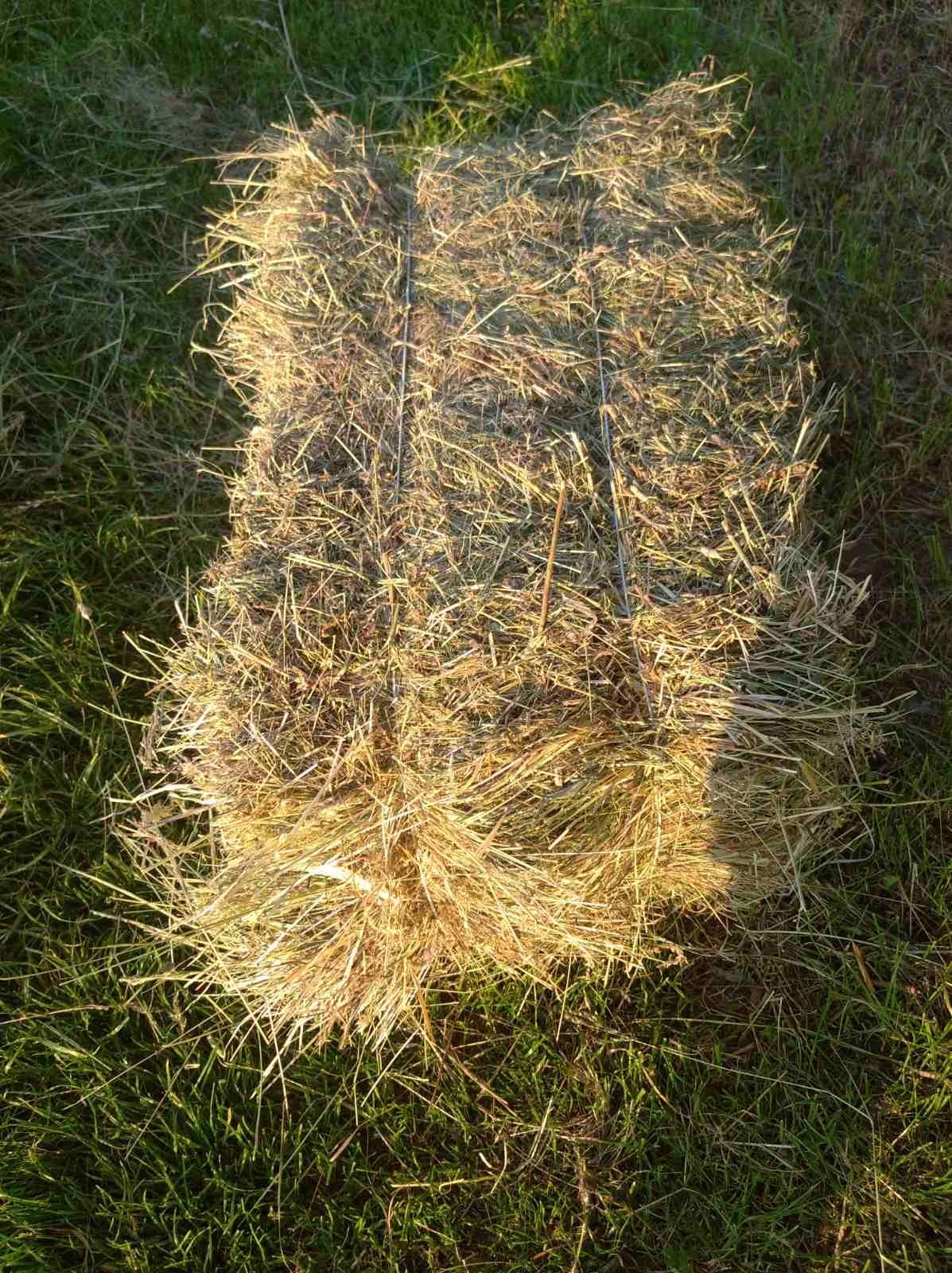Тюки соломи .Цього річні 100 шт