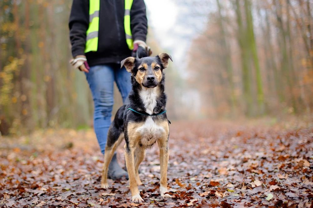 Kokuś, 2letni psiak od szczeniaka w schronisku