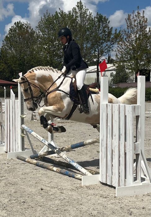 Cavalo malhado para venda