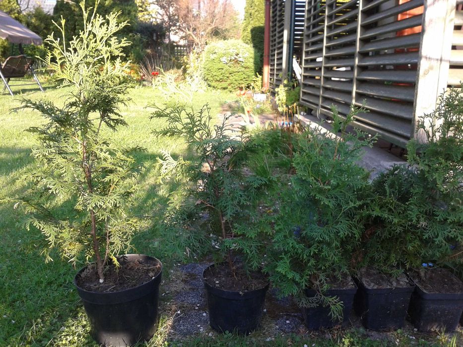 Tuje kolumnowe 4 sztuki, 60 cm