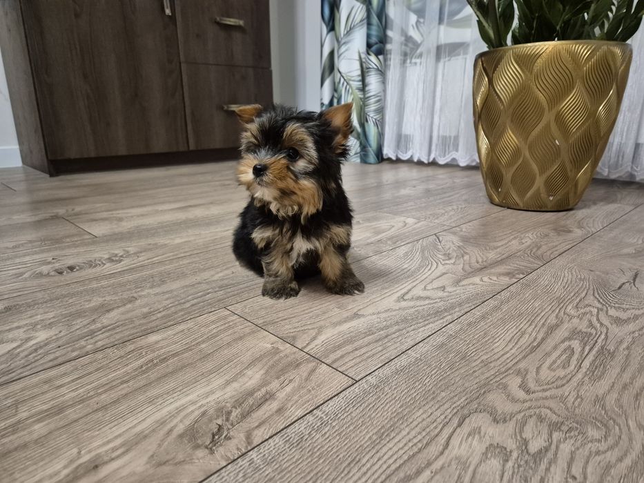 York piesek dwumiesięczny