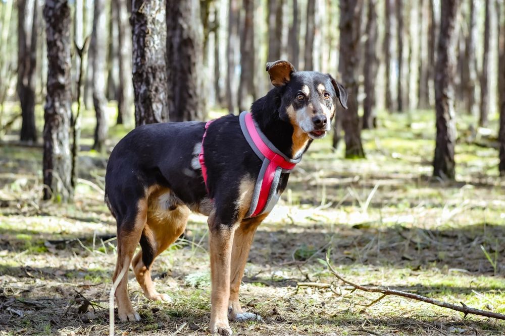 Afgan- średniej wielkości pies do odpowiedzialnej adopcji