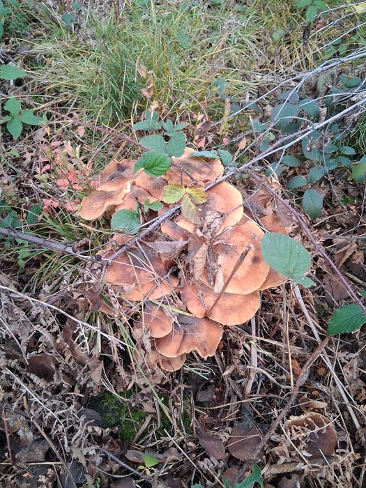 Grzyby opienki  sprzedam