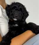 Black Bernedoodle hybryda Bernenski Pies Pasterski