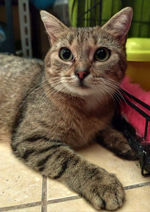 CERES - roczna koteczka szuka domu na zawsze