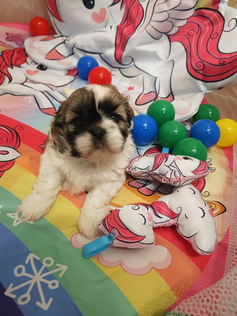 GAJA suczka Shihtzu z Brit Life*PL Zapraszamy do rezerwacji