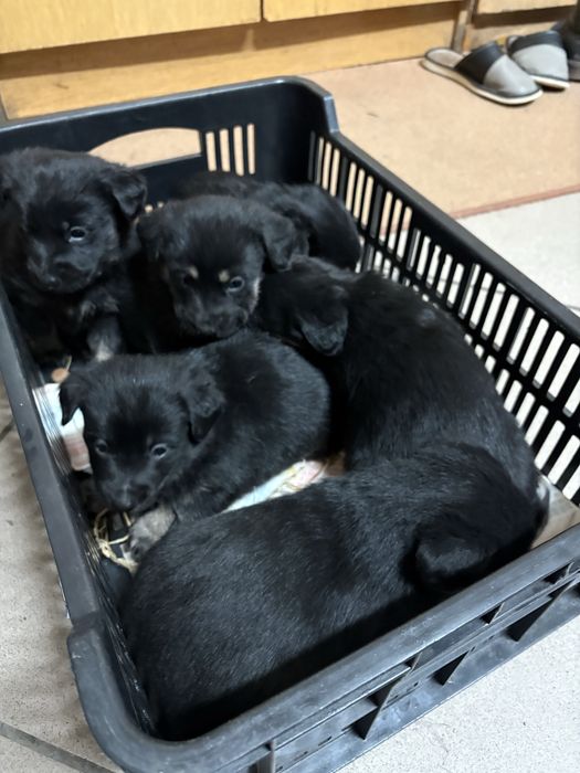 Oddam w dobre rece szczeniaki