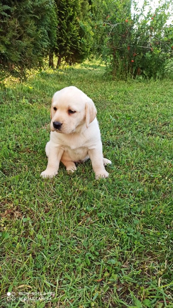 Labrador biszkoptowy suczka