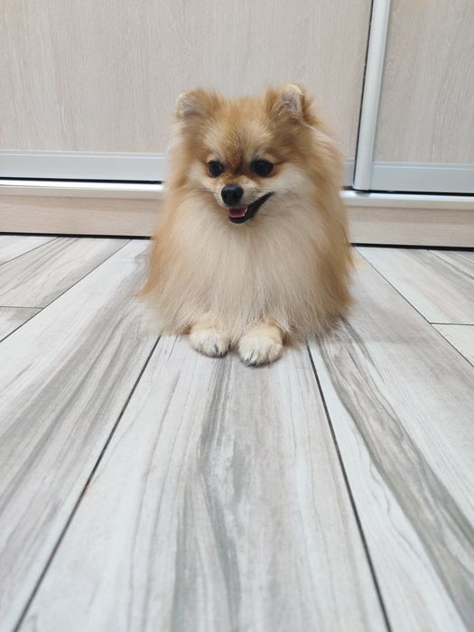 Померанський Шпіц хлопчик