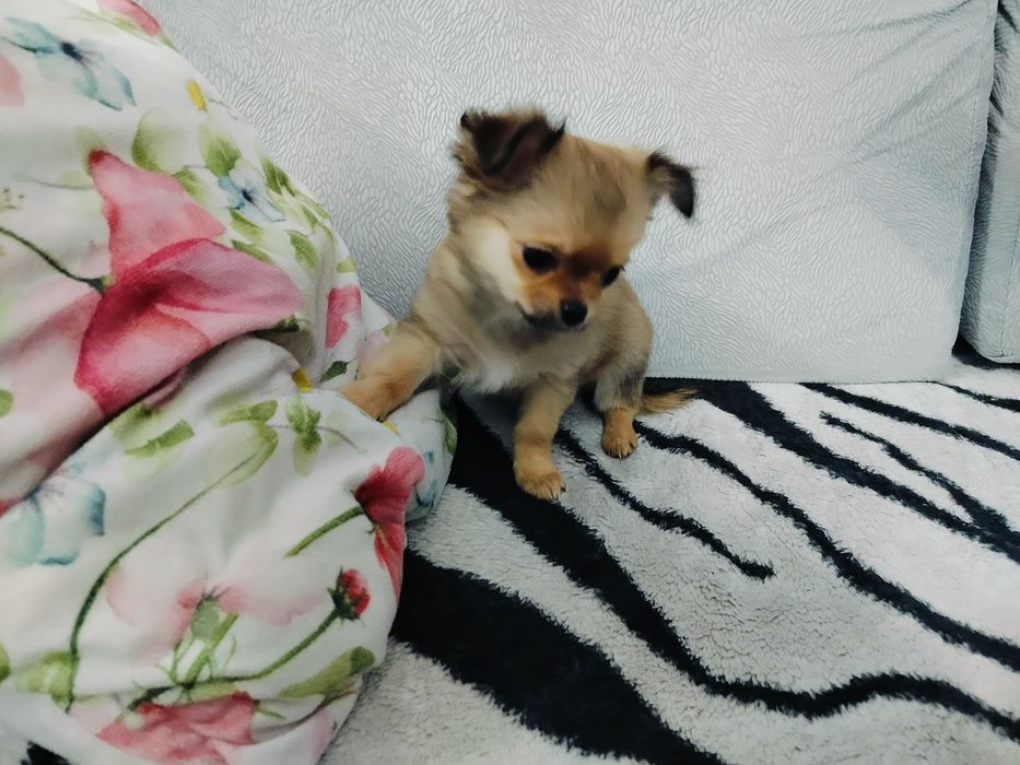 Chihuahua piesek/rezerwacja