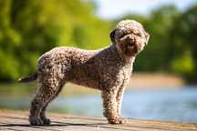 Hodowla STEPS OF CHAOS FCI Lagotto Romagnolo
