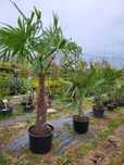 Palma Trachycarpus Fortunei mrozoodporna Palmy PROMOCJA