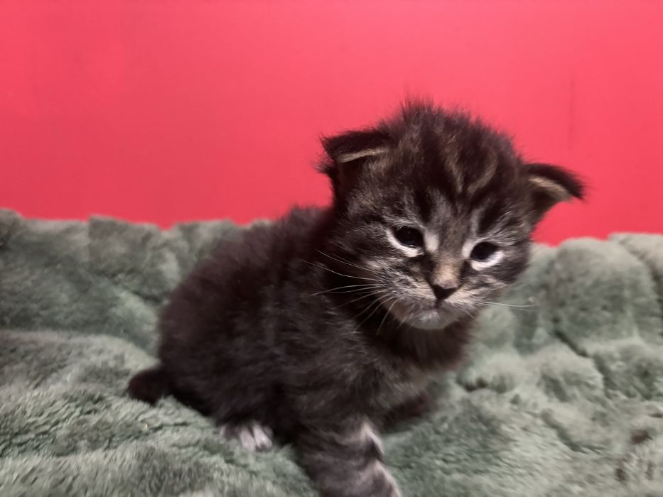 Kocurek Maine coon z rodowodem FPL