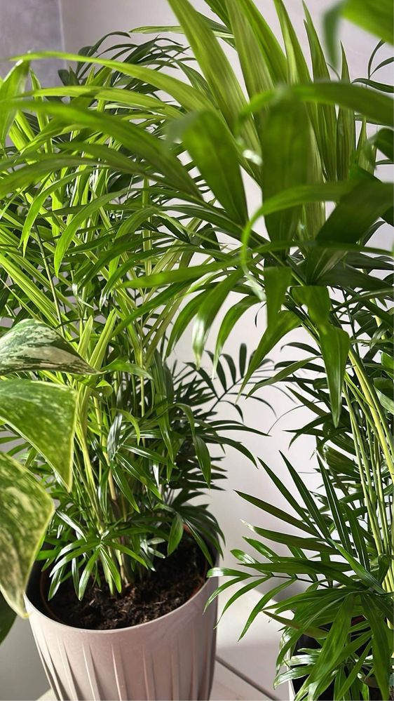 Rezerwacja Roślina Palma Chamaedorea duża gęsta zdrowa