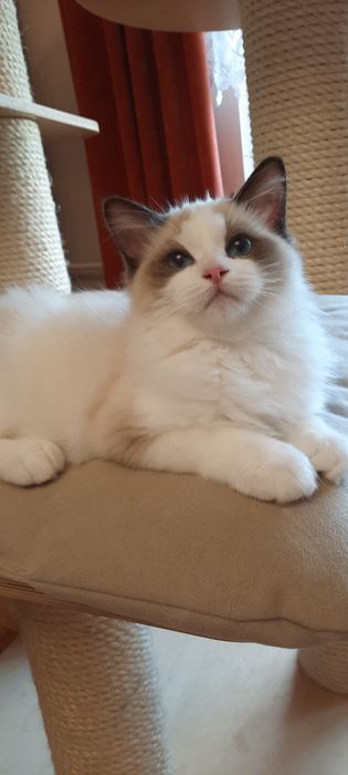 Ragdoll kocurek FPL po Championie