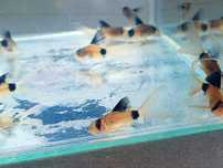 Kirysek Panda - Weloniasty - Corydoras Panda