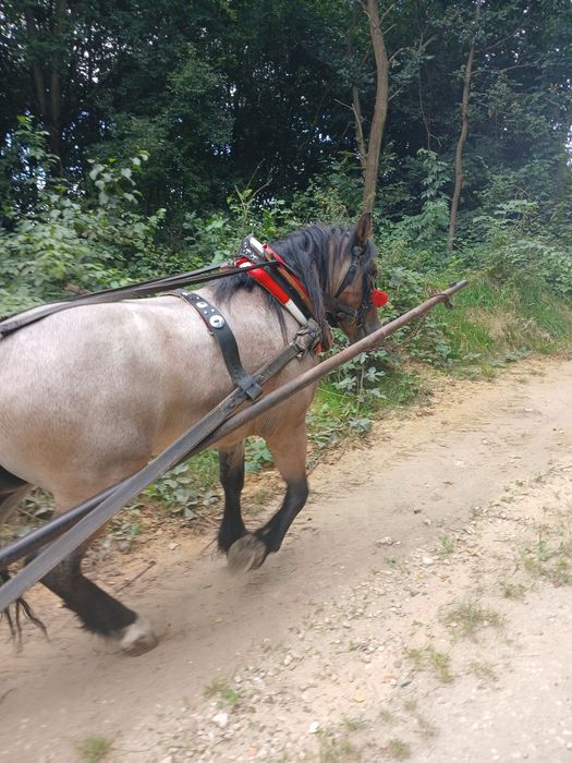 Sprzedam klacz zimnokrwista  zrebna
