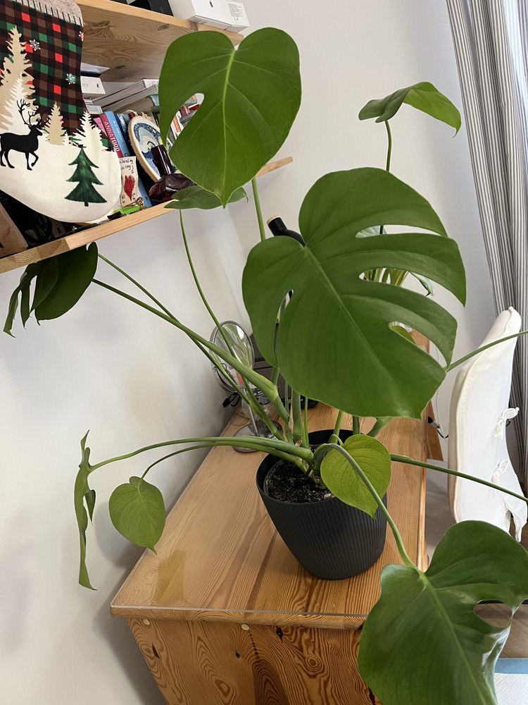 Sprzedam monstere 85 cm