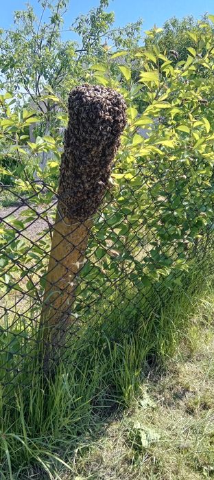 Продабться бджоли "Карпатка"