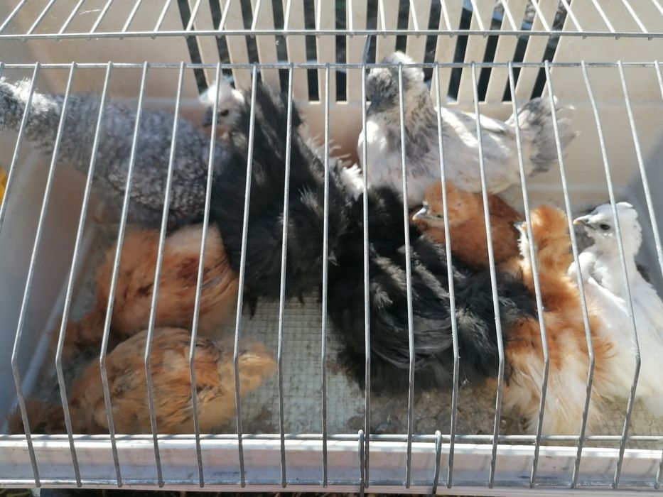 Kurczaki silki 10 sztuk