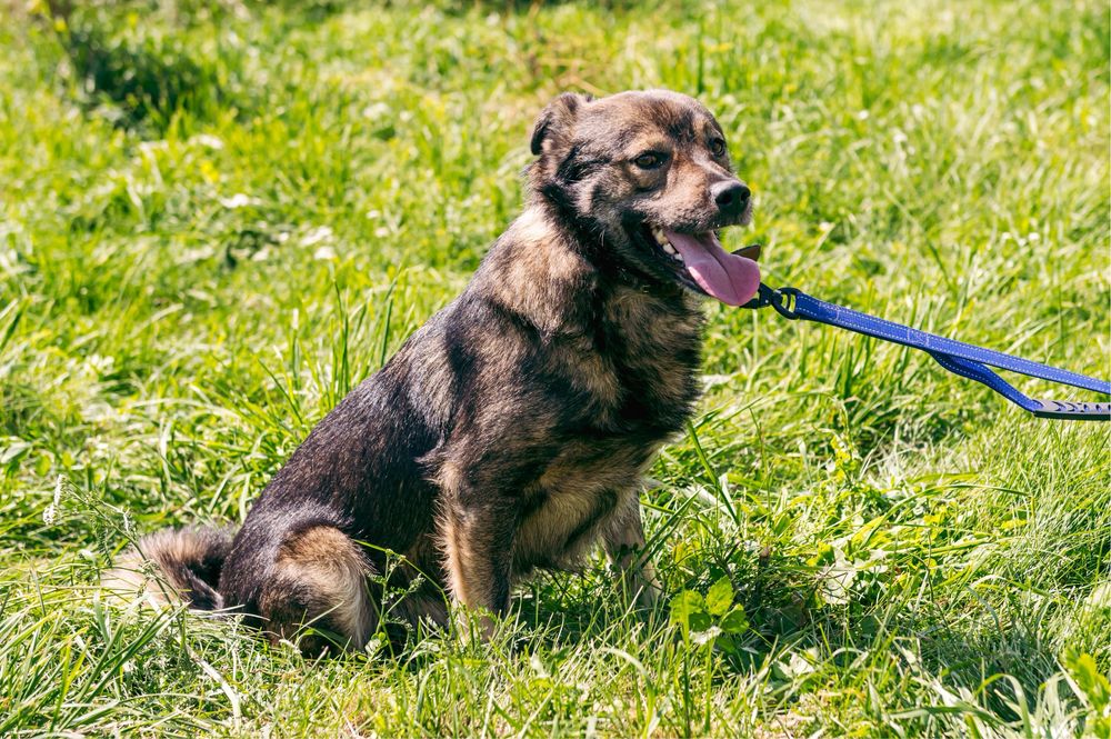 Віддам в добрі руки чудового собаку