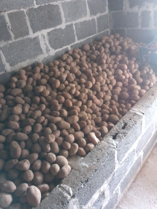 продам домашню картоплю