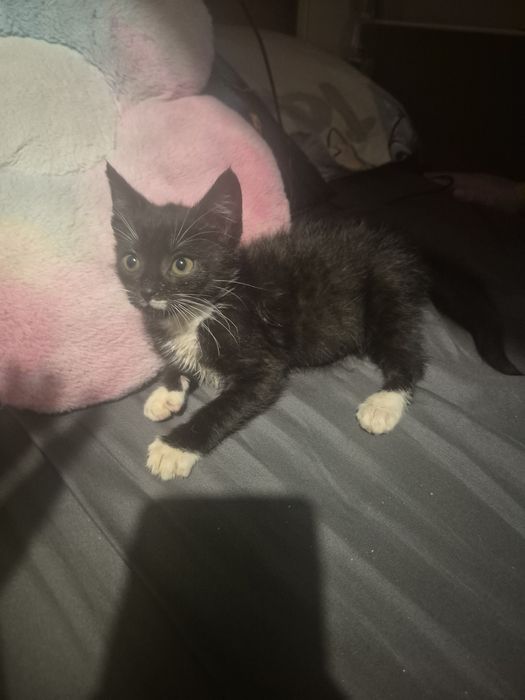 Oddam kotke w dobre ręce