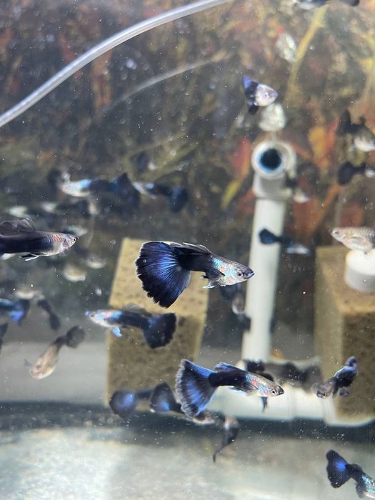 Акваріумні рибки