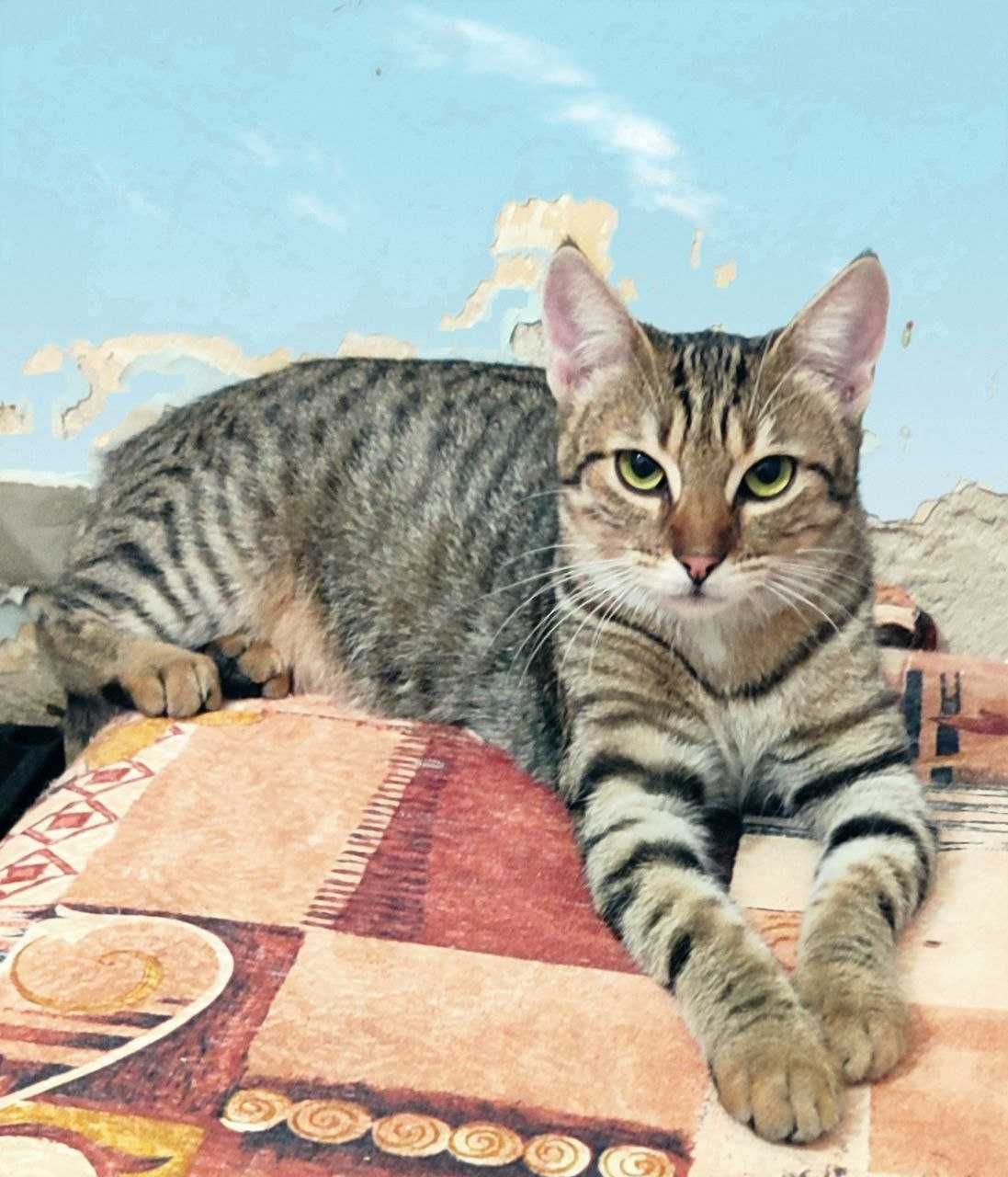 Котикі-підлітки шукають родини (чорний хлопчик і дві дівчинки