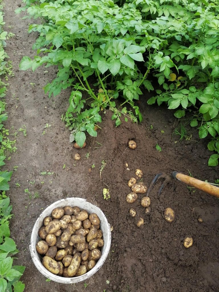 Młode Polskie ziemniaki