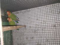 Agapornis reprodutores