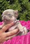 ***Chihuahua piękna lilak tricolor dziewczynka***