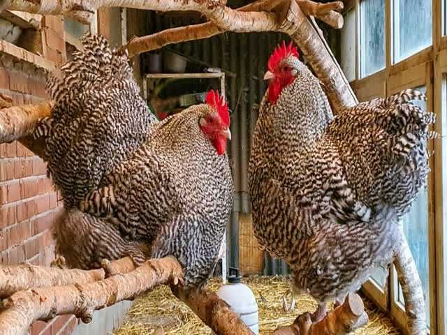 Орпінгтон, інкубаційне яйце.зозуле (смугастий), срібло та шоколадний.