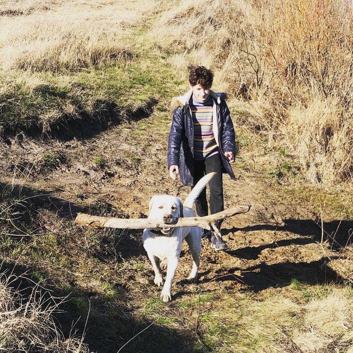 Лабрадор ретривер шукає дівчинку для вязки / лабрадор для вязки Київ