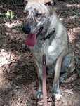 Modera do adopcji