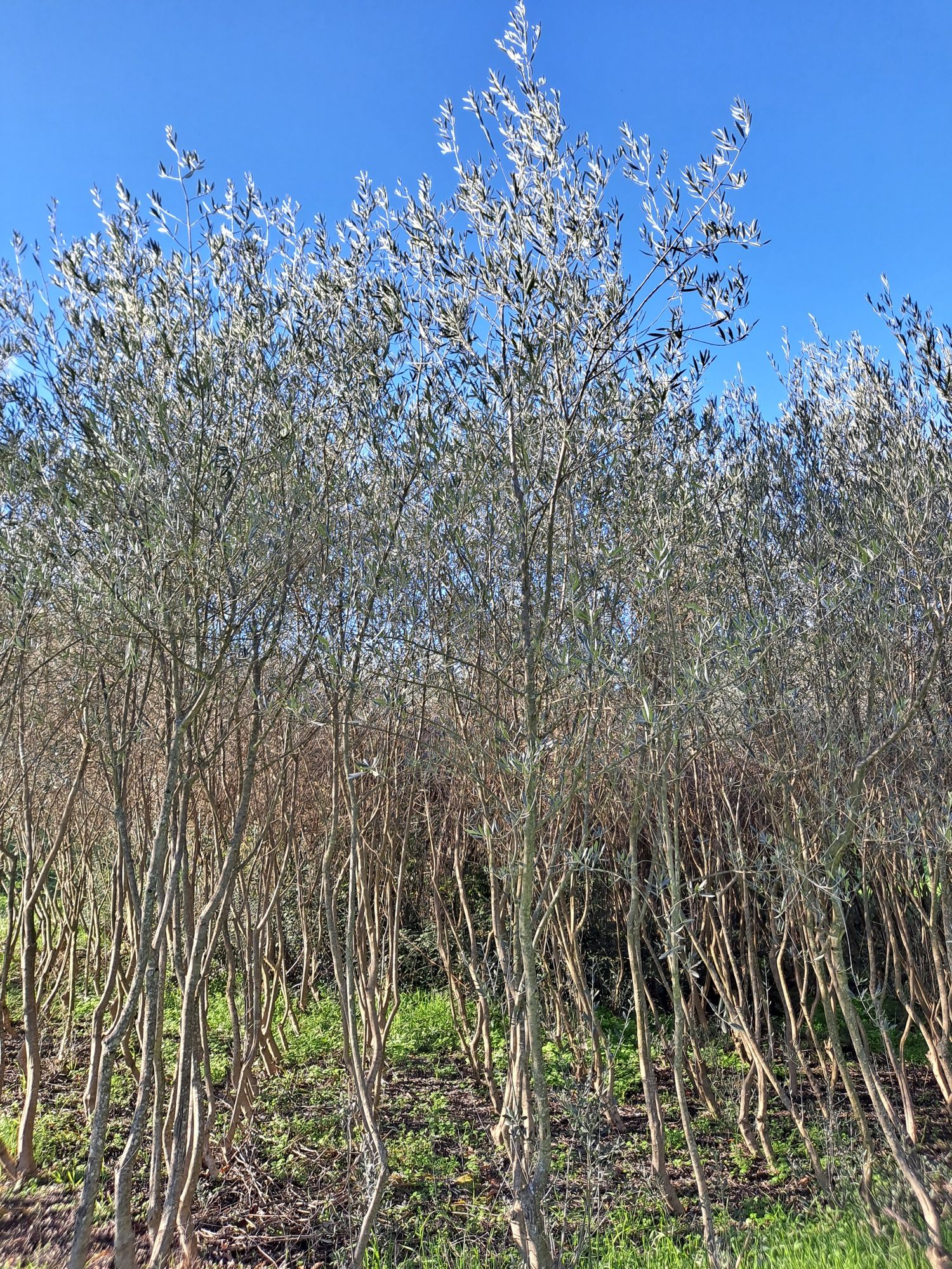 Oliveiras c/8 anos para plantações