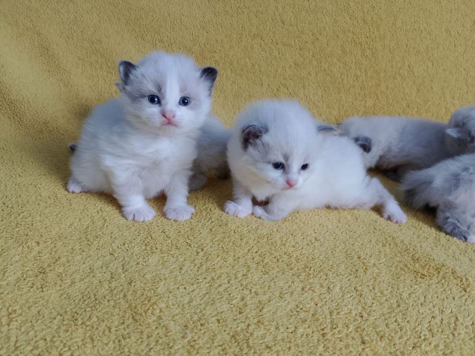 Котята породы Рэгдолл (Ragdoll)