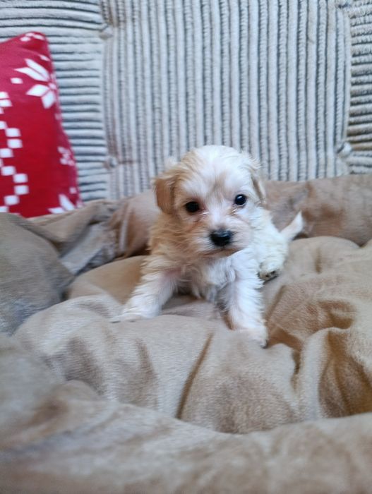 Maltipoo szczeniak f1b , mama maltipoo tata pudel
