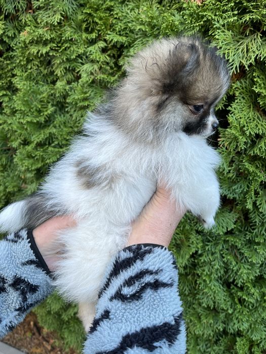 Szpic Pomeranian - Biuti