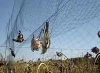 Redes para aves mo