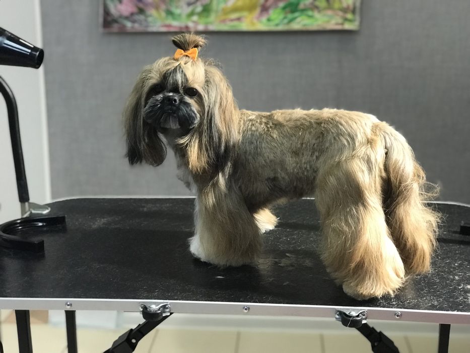 Груминг, грумінг Стрижка собак и кошек