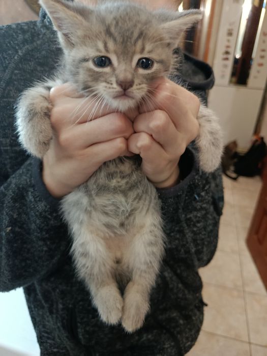 Кошенята у добрі руки