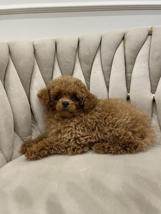 Pudel Toy dostępna sunia red malutka 85dkg.