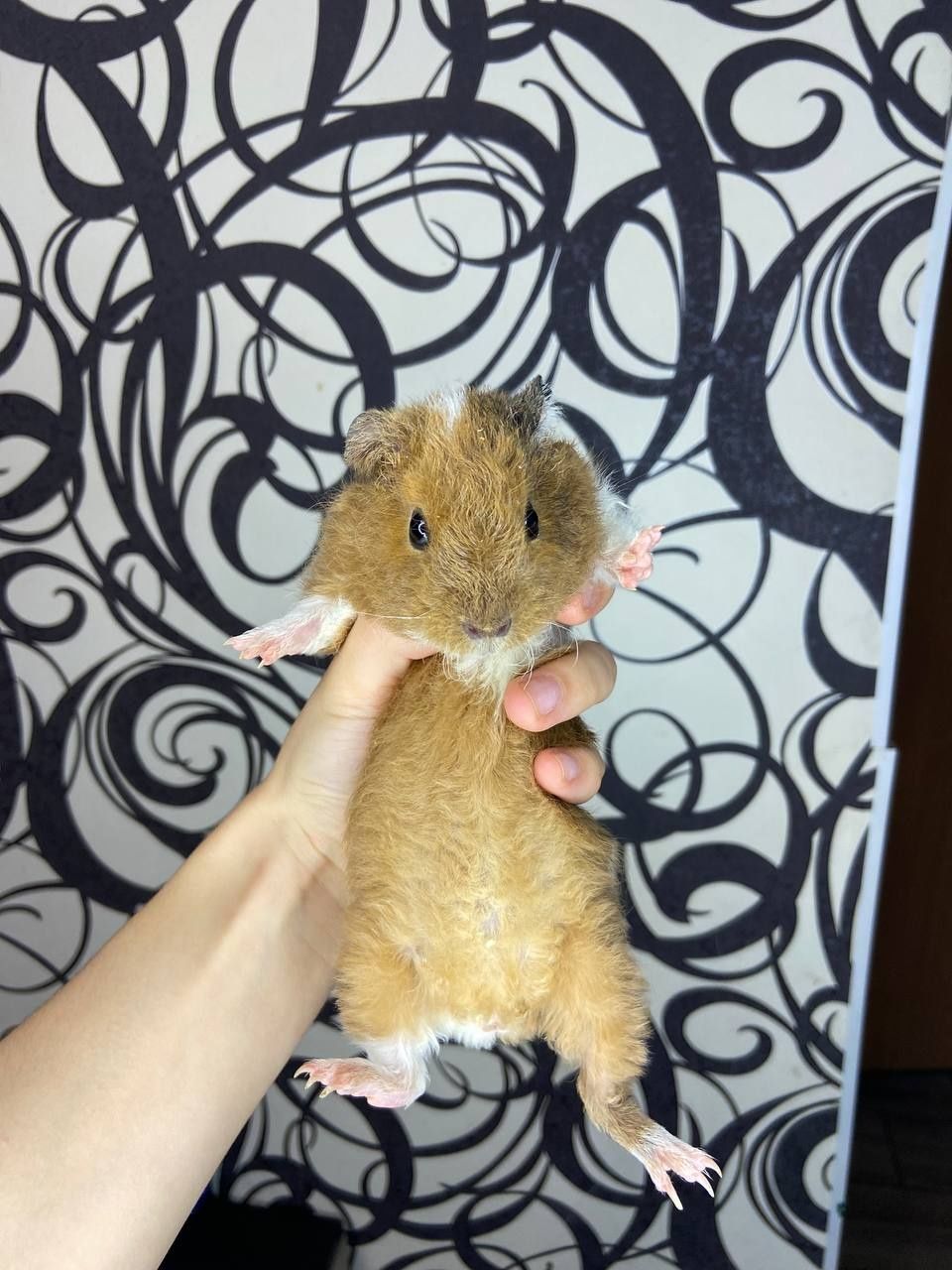 Морские свинки 1 месяц