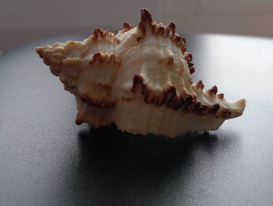 Ракушка (мурексы)