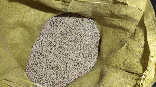 Łubin gorzki wąskolistny 25 kg wysyłka paczkomatem odbiór opolskie
